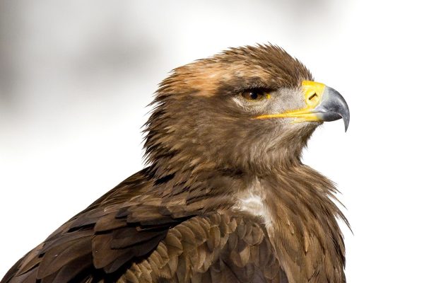 Roofvogels