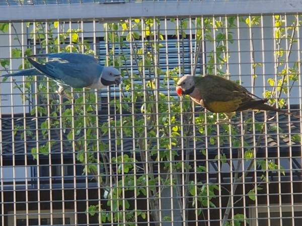 Moustache parakeet