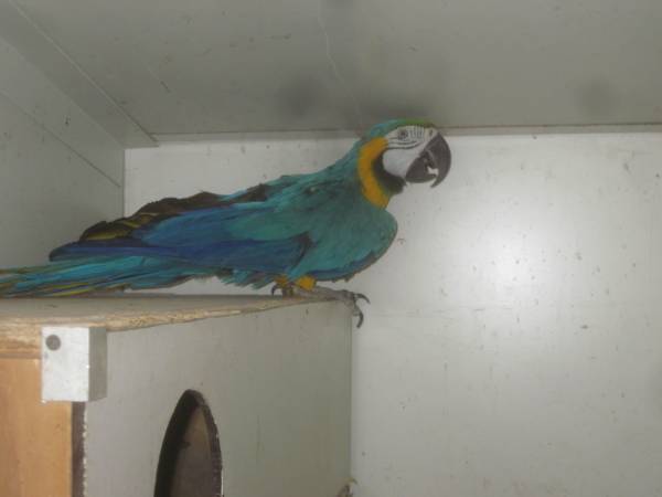 Blauw Gele Ara Man