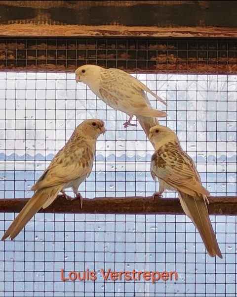 Rosella’s