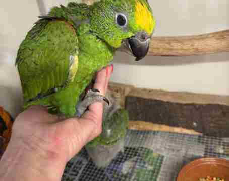 Jonge, super tamme geelvoorhoofd amazones