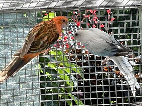 Rosella te koop