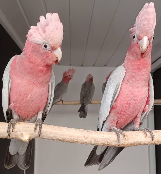 3 Mooie Roze Kaketoes Split Lutino