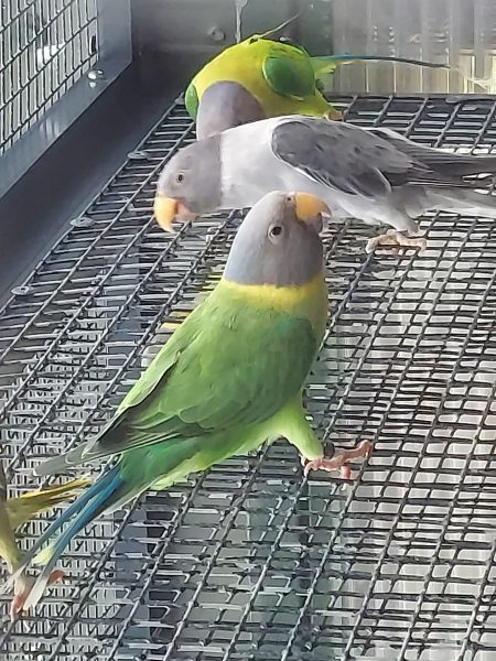 Plumhead Breedingpairs/birds