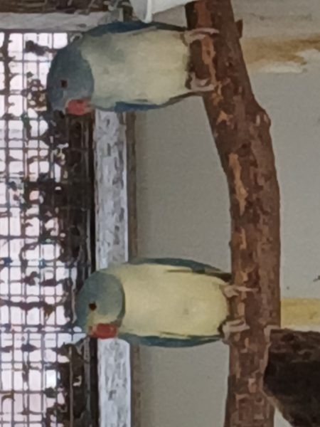 Halsband/ringneck parkieten