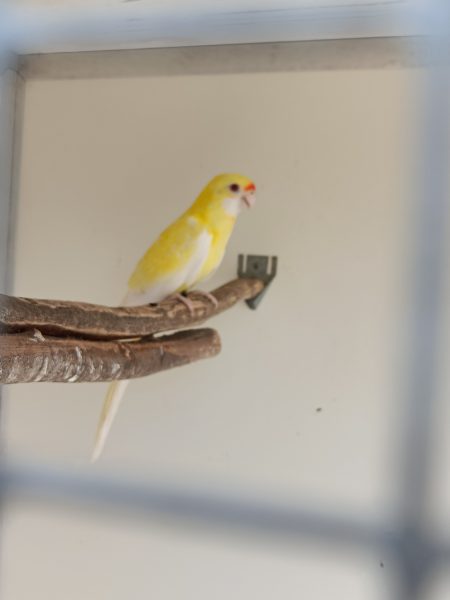 Strogele rosella’s & Bleekkop rosella’s