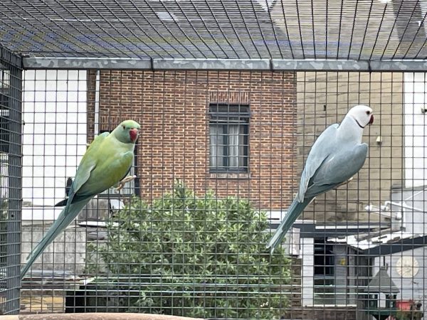 Ringnecks ClearHeadFallow