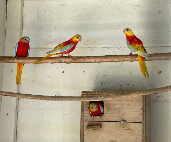 Jonge Turquoisine te koop