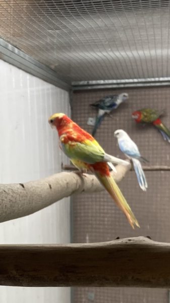 Rosella’s 2025 en 2024 van Wim