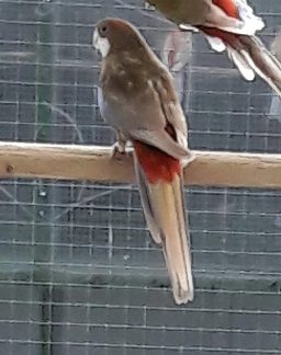Penanten, konings, rosella  mutaties
