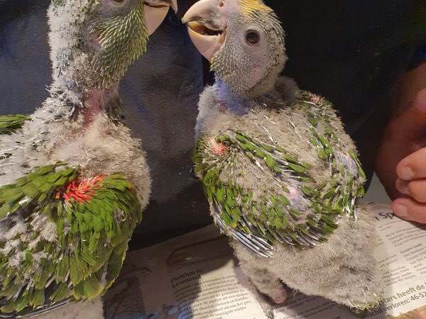 Te koop jonge Oratrixs amazone Dubbelegeelkop