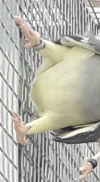 Halsbandparkieten/Ringnecks