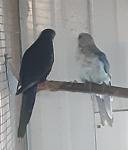 Rosellas In div mutaties