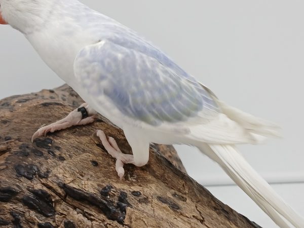 Halsband/ringneck
