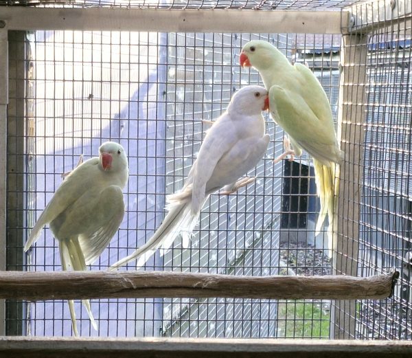 HALSBAND PARKIETEN