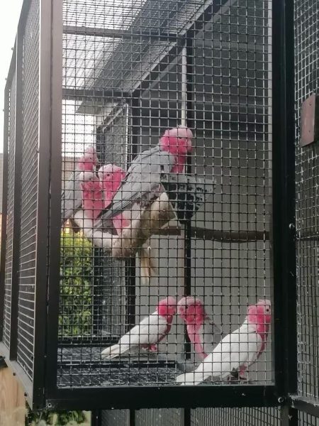 Rose kaketoes