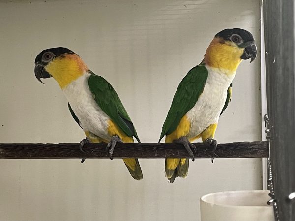 Roestkop caique