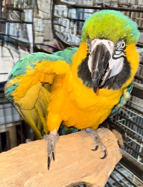 Ara ararauna (blauw gele ara), bewezen man