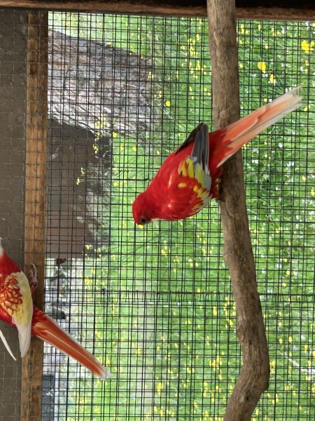 rosella 2024 en 2025