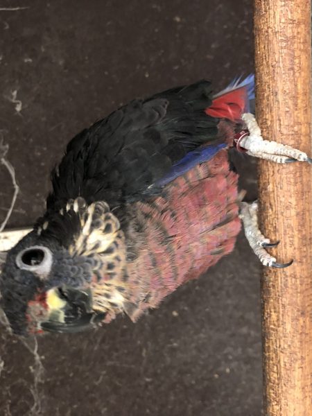 Pionus fuscus koppel