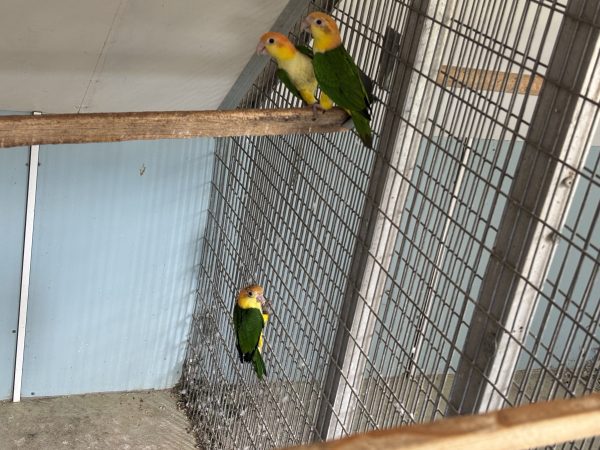 Roestkop caique