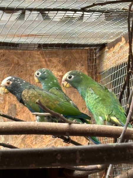 Wikop Pionus – Swift – Hoorn