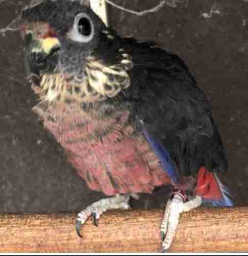 Pionus fuscus koppel