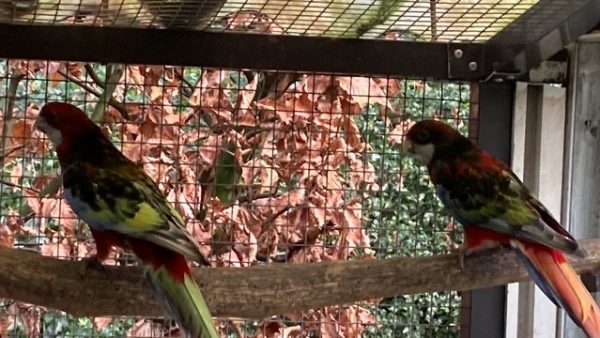 Kaketoes,Bergen, Rosella’s