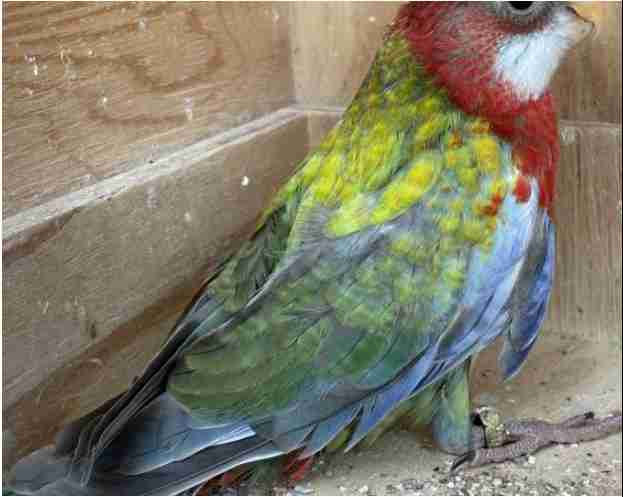 Rosella’s