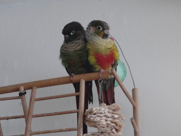 2 lieve Pyrrhura’s Loki & El Chapo incl. kooi & speelplaats