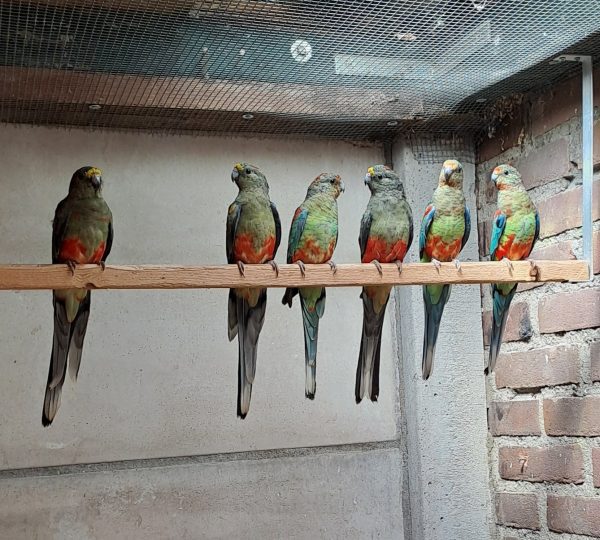 Veelkleuren Parkieten