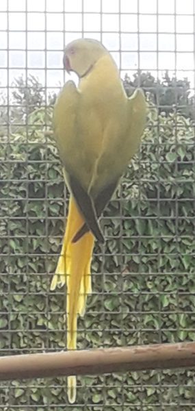 Halsbandparkieten/Ringnecks