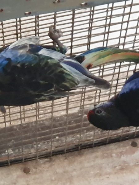 Koppels rosella’s en strogeel
