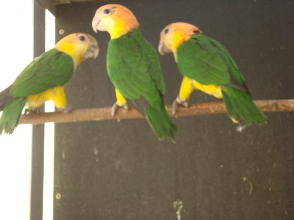 roeskop caique