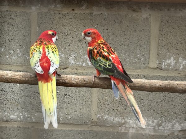 rosella en halsbanden