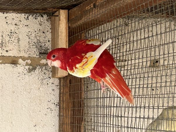 rosella