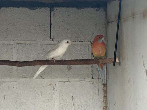 rosella’s kweekkoppels