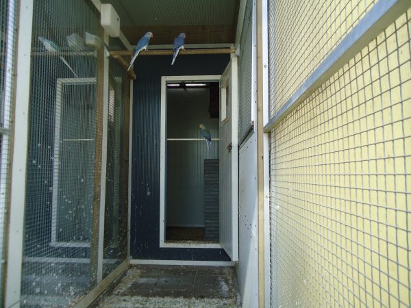 Halsbanden  violetbleekstaart 2025
