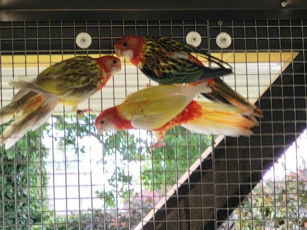ROSELLAS/OMNICOLORES