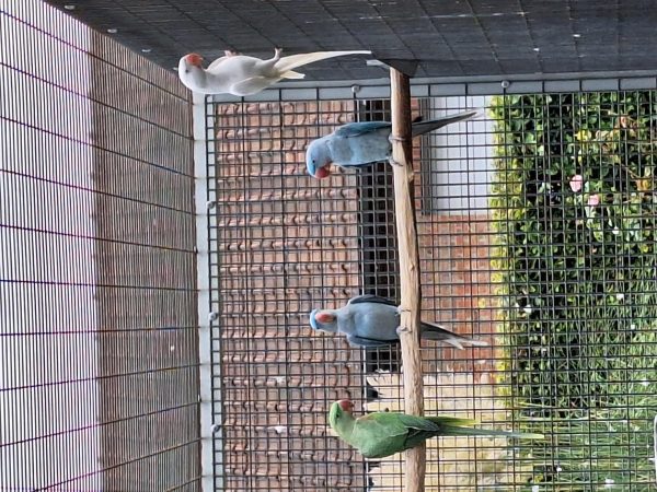 MUTATIES ALEXANDERS