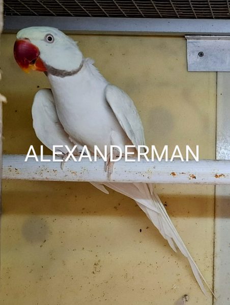 Alexander Parkieten mutaties