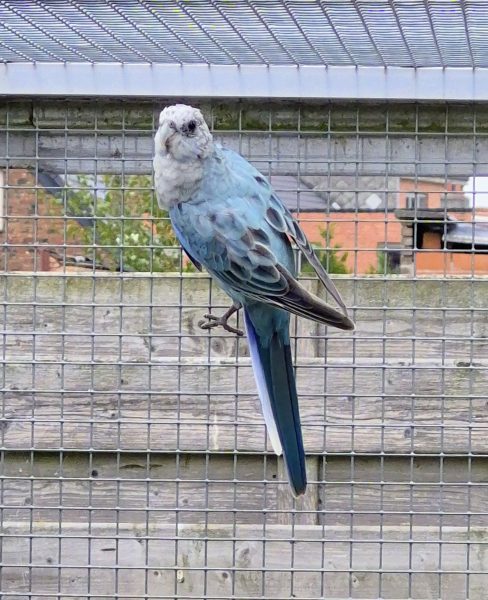 Rosella: 0-1 blauw golden / pastel 2025