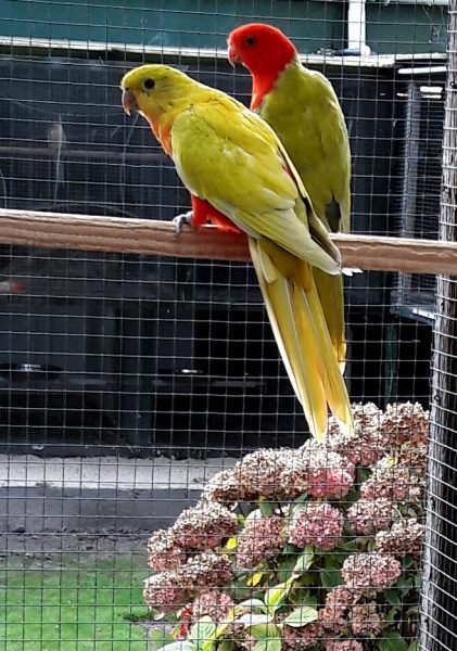 Jos cox zijn Parkieten