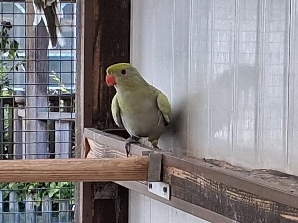 turquoise, pastel bergparkieten (onverwant)