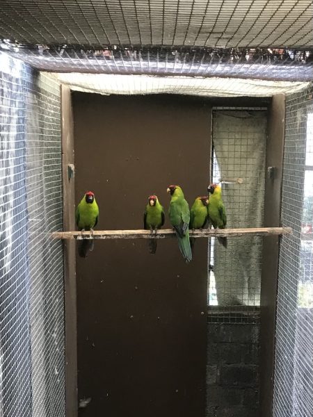 Hoorn parkieten ’25