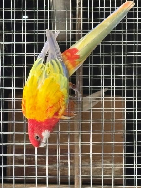 Rosella mutaties