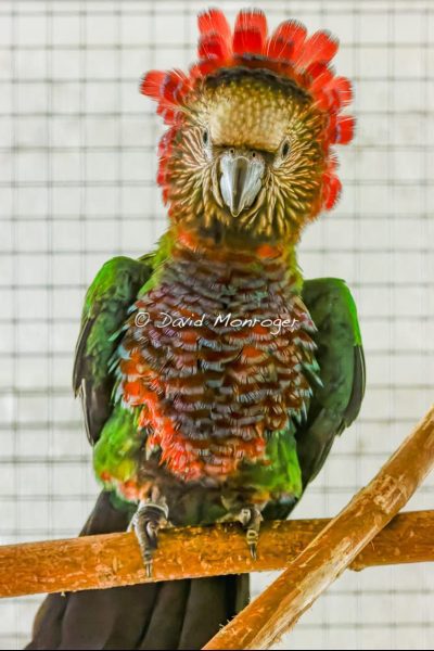 1-0 Deroptyus accipitrinus 2025