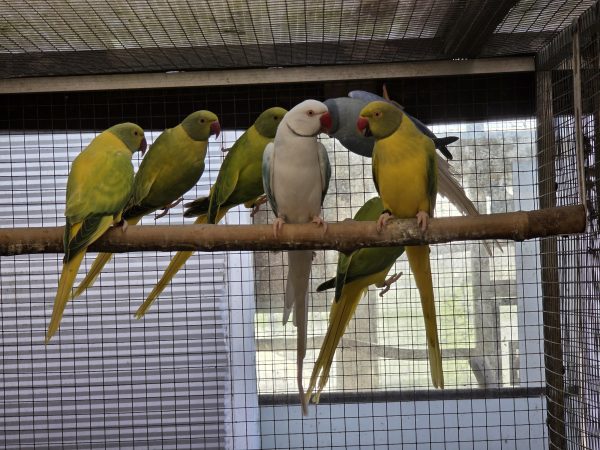 Mutaties Halsbandparkieten