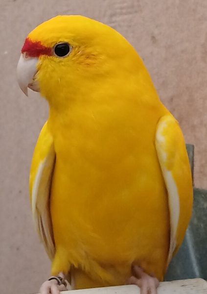 Gele Geelkop Kakarikies