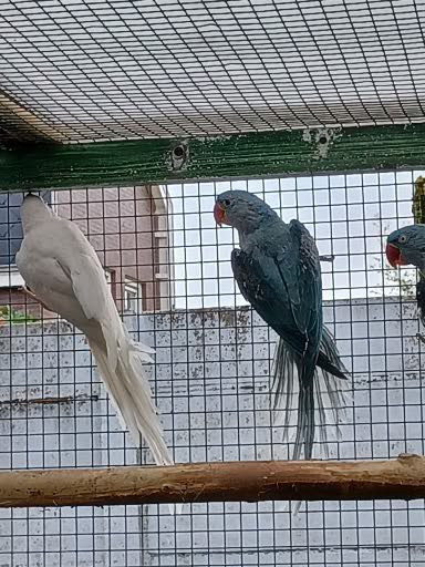 Alexander & Halsband parkieten